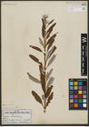 Foto von Salix viminalis L.